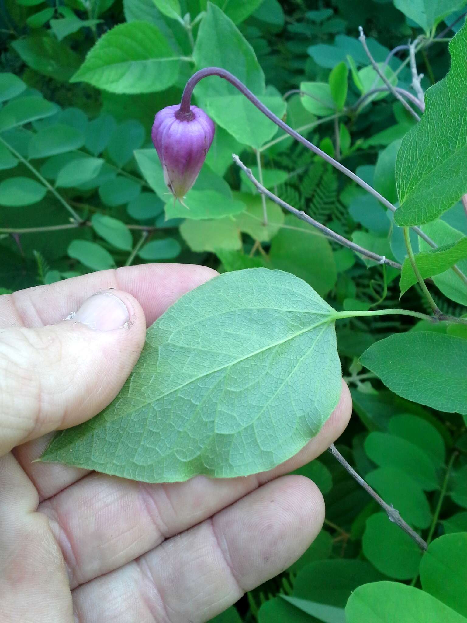 Imagem de Clematis reticulata Walt.