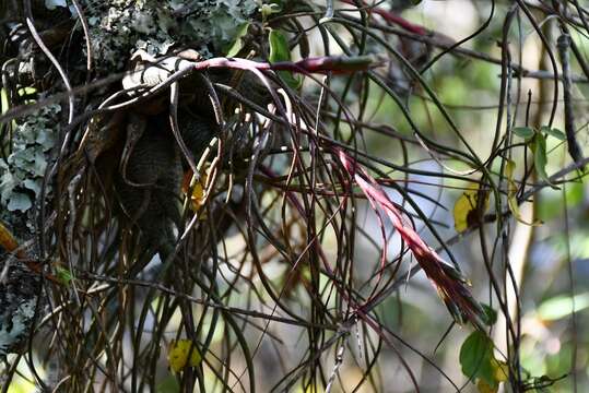 Image of Tillandsia butzii Mez