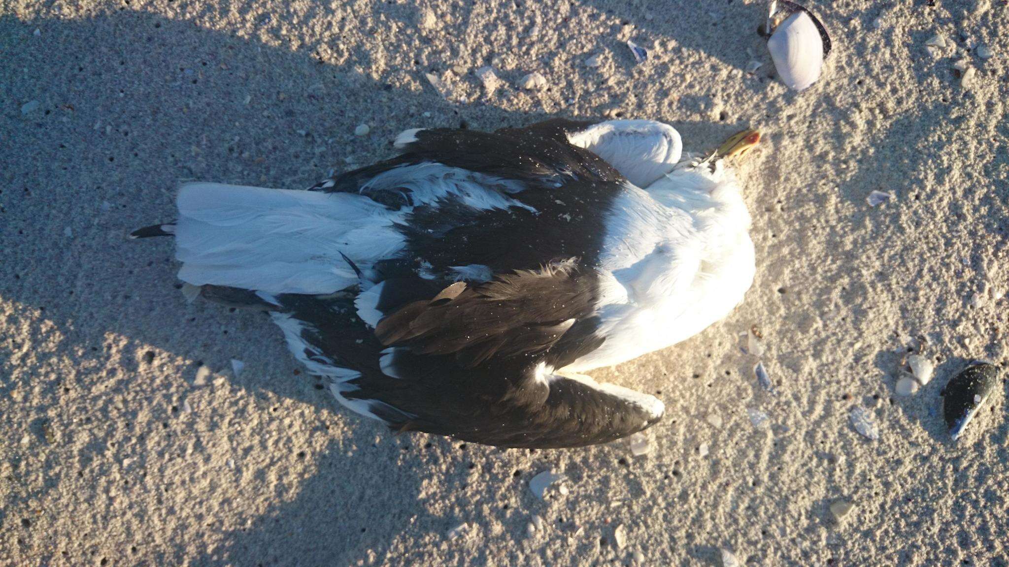 Image of Larus dominicanus vetula Bruch 1855