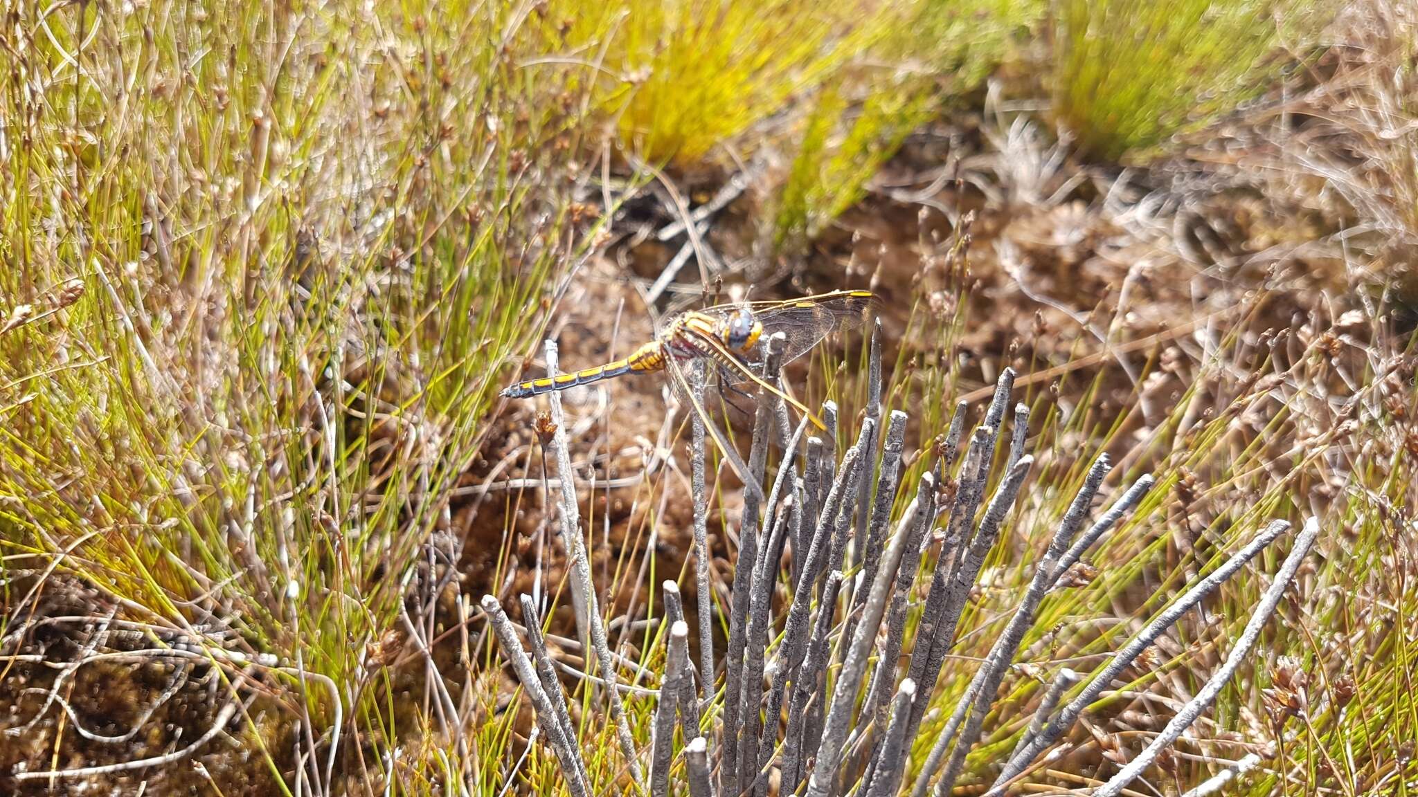 Image of Elusive Skimmer