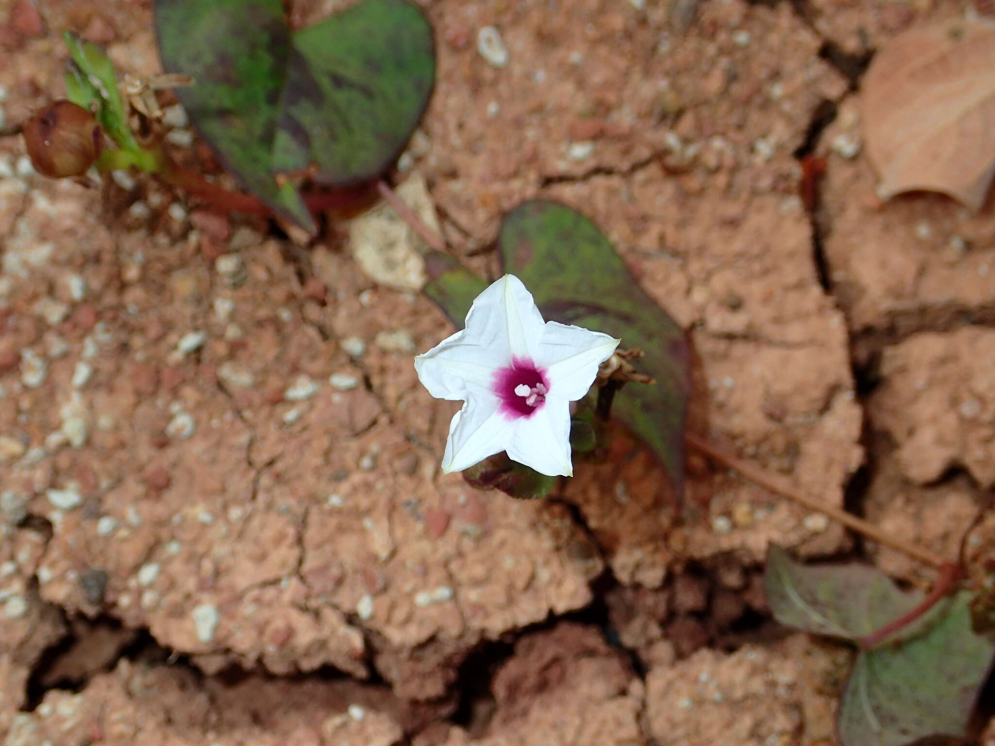 Image of Ipomoea sagittifolia Burm. fil.