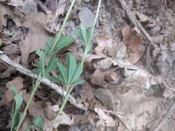 Image of Potentilla divaricata DC.