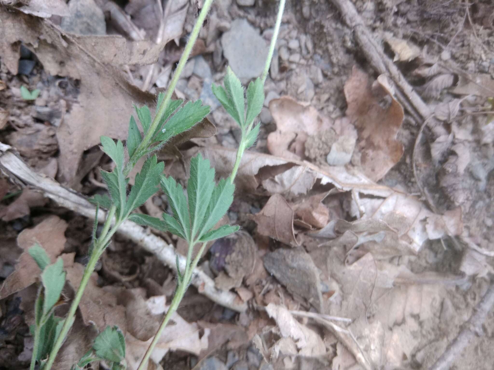 Image of Potentilla divaricata DC.