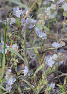 Image de Phacelia pringlei A. Gray