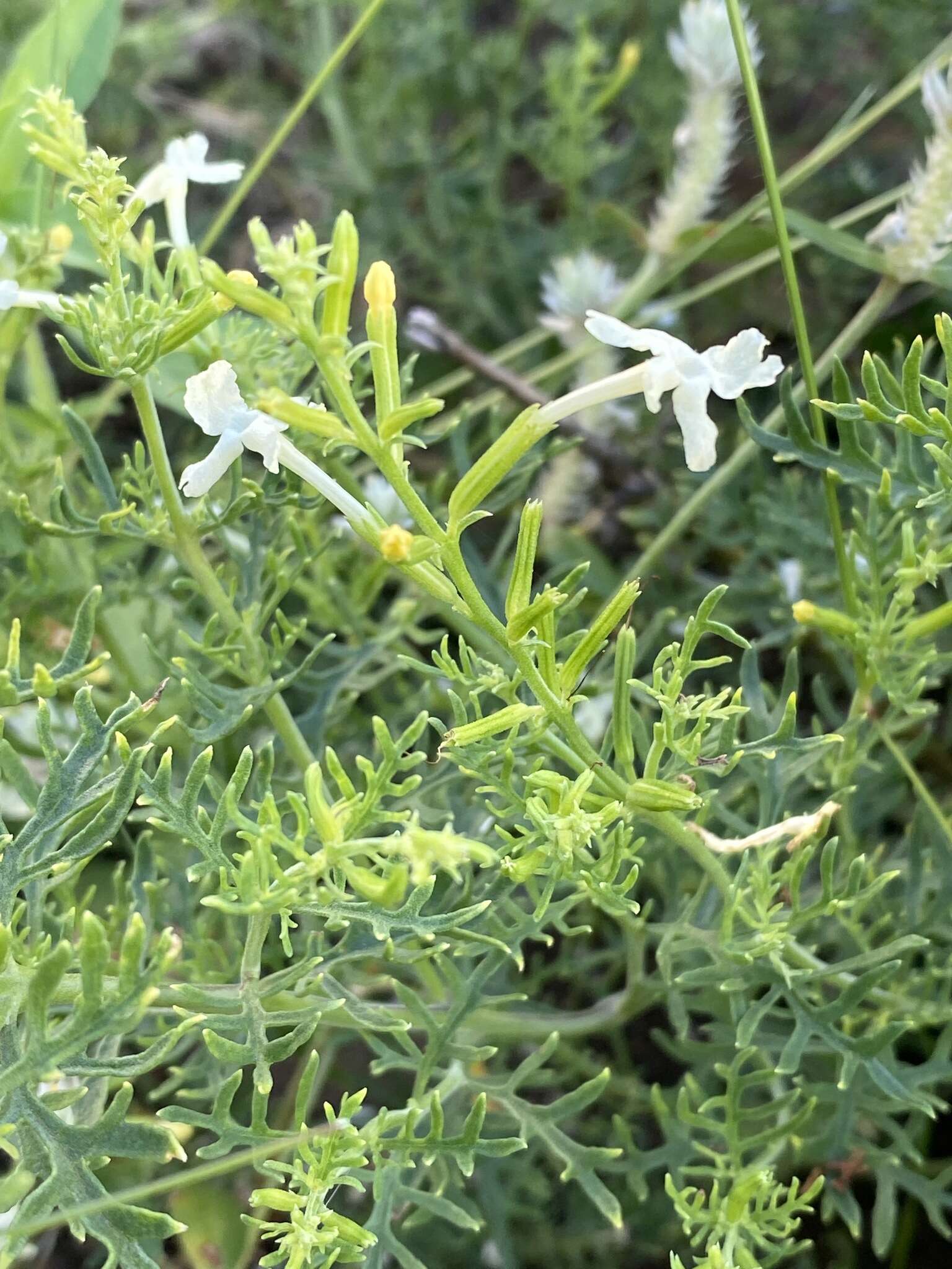 Image of Chascanum pinnatifidum (L. fil.) E. Mey.