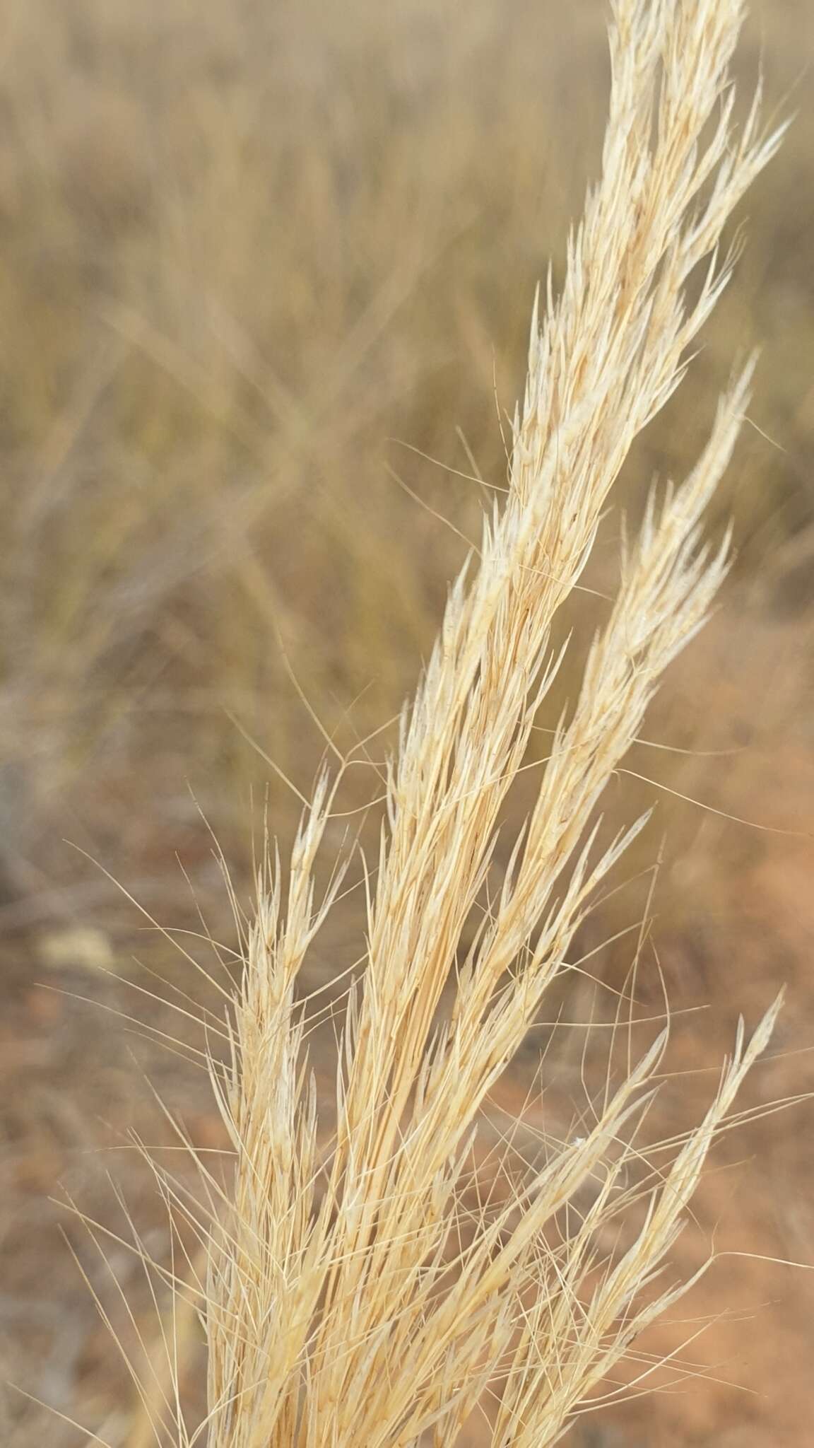 Image of Aristida similis Steud.