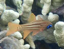 Image of Blue-eye cardinalfish