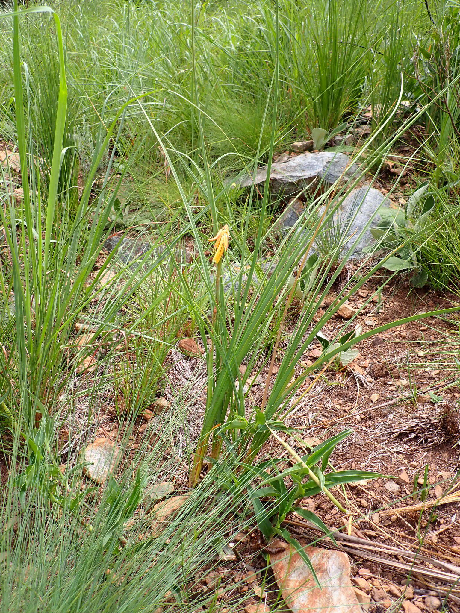 Imagem de Kniphofia galpinii Baker