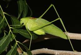 Image of Texas False Katydid