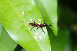 Image of Brentus vulneratus Gyllenhal 1833