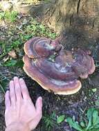 Image of Ganoderma martinicense Welti & Courtec. 2010