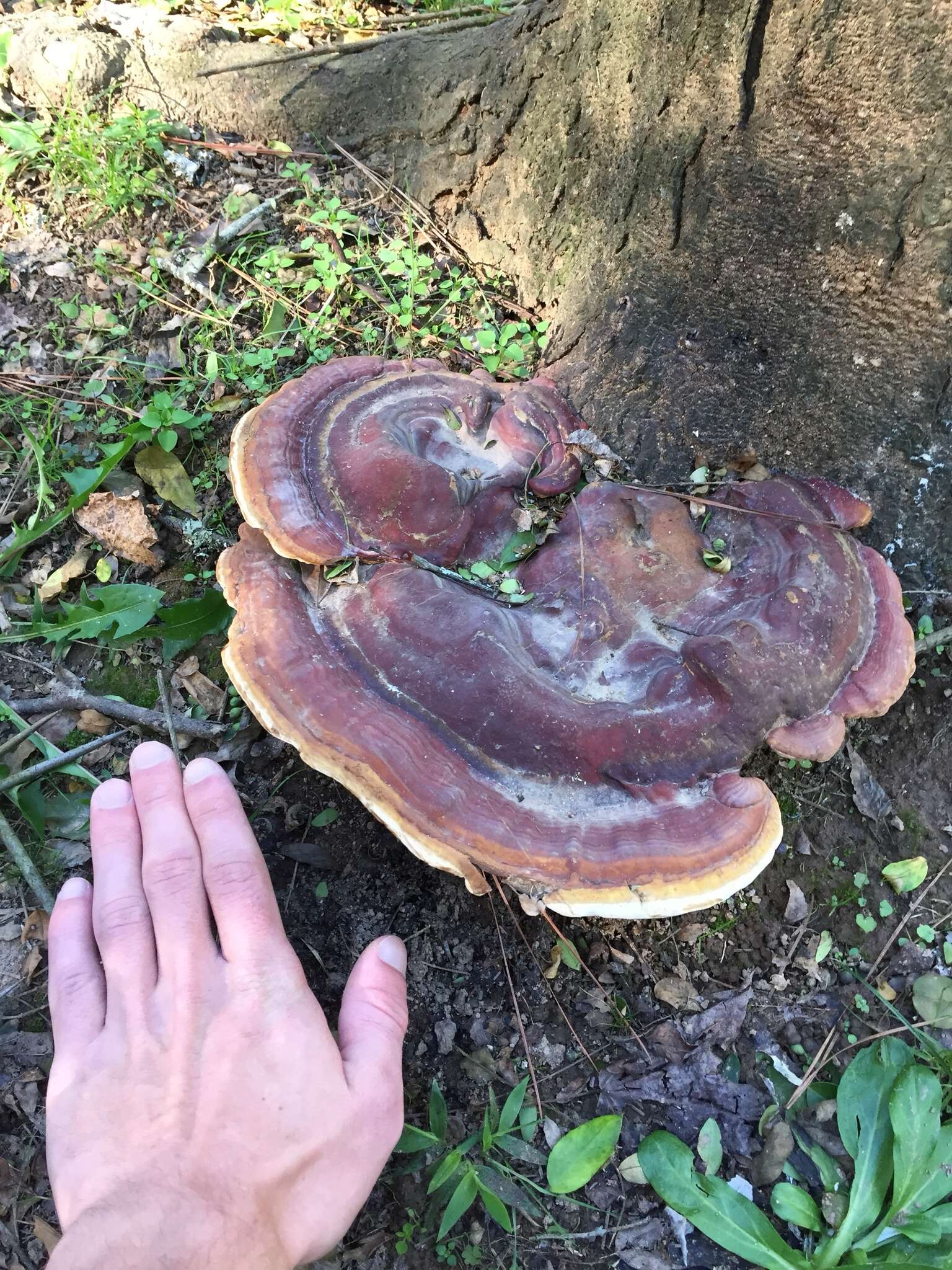 Image of Ganoderma martinicense Welti & Courtec. 2010