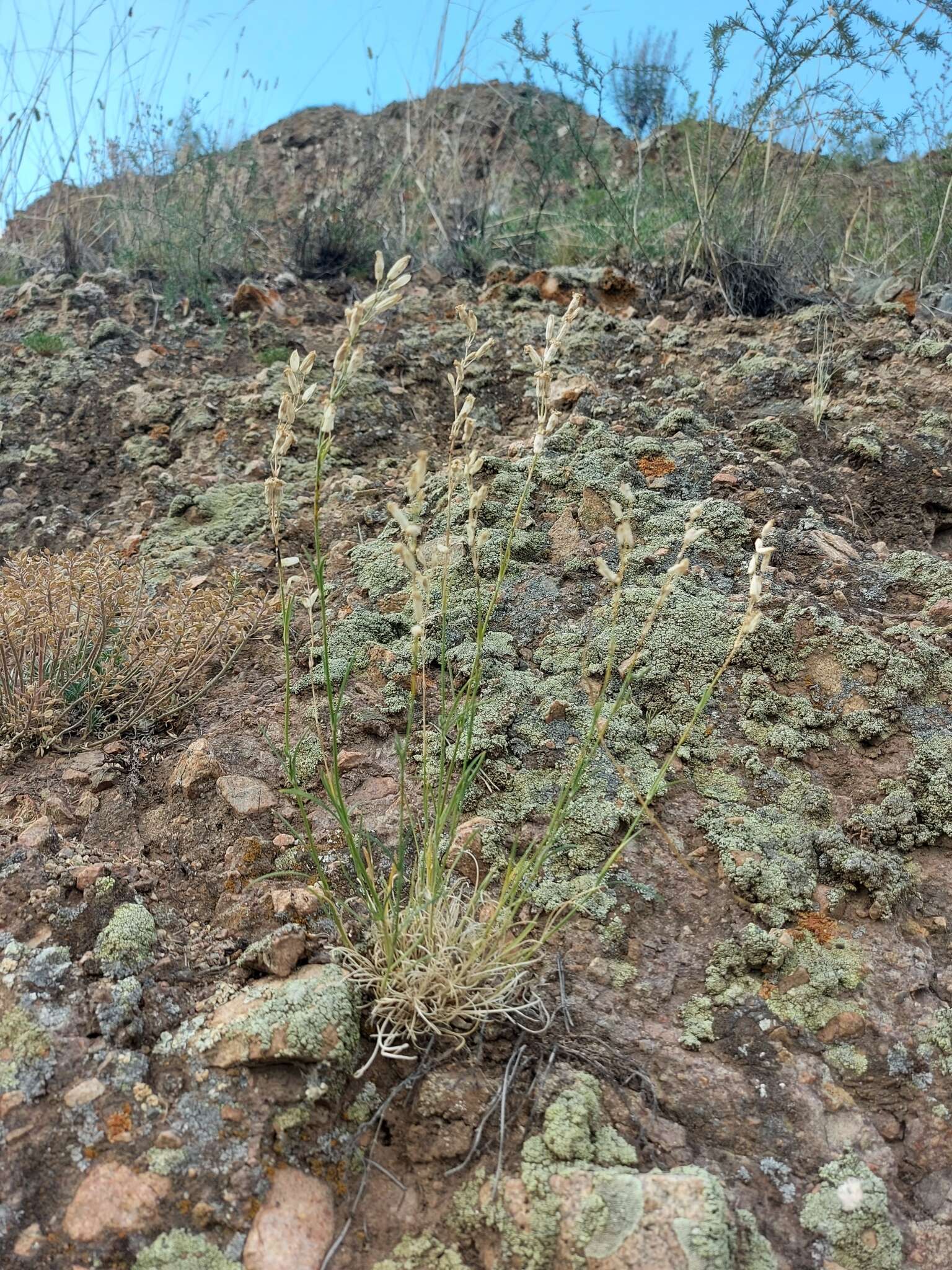 Image of <i>Silene jeniseensis</i>