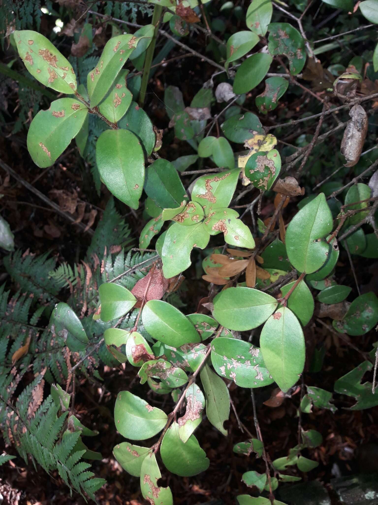 Image of Northland white rātā