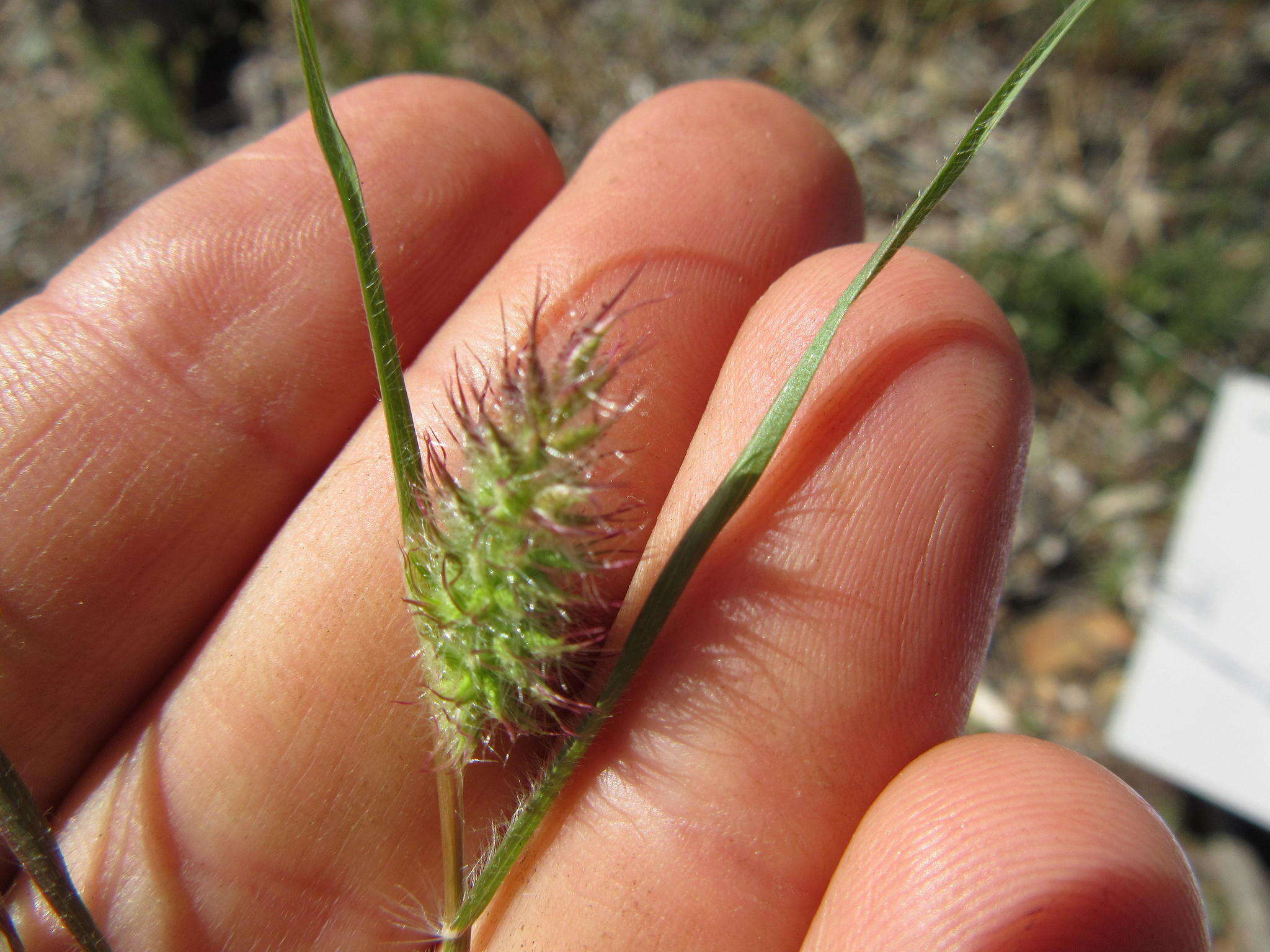 Слика од Tribolium echinatum (Thunb.) Renvoize