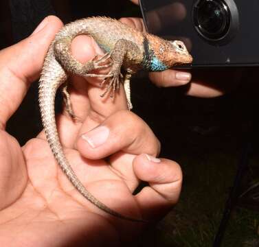 Image of Lundell's Spiny Lizard