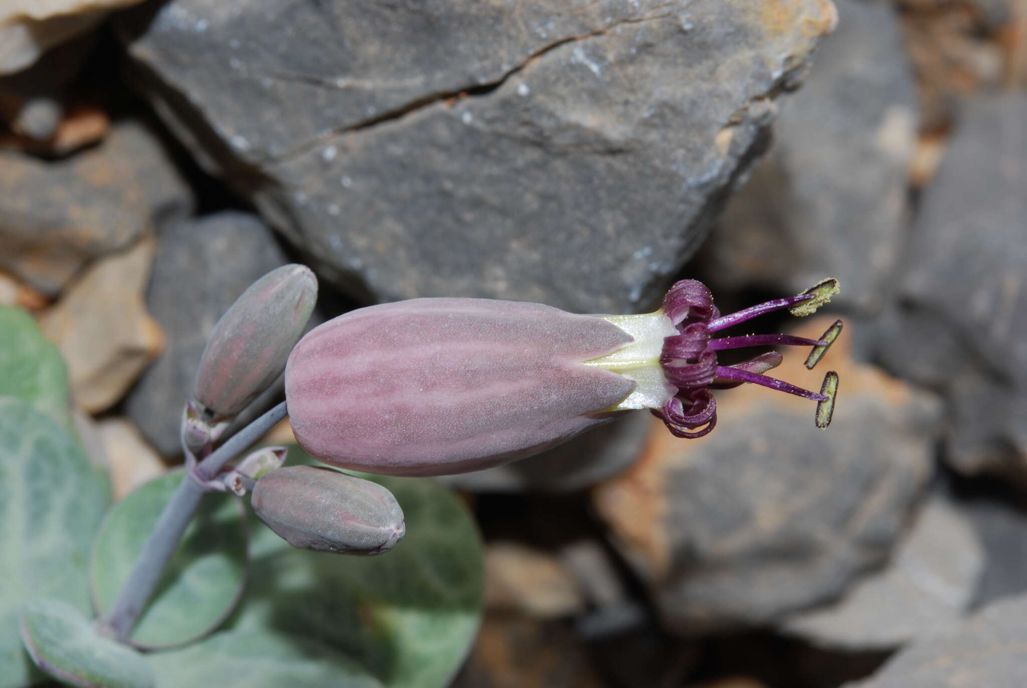 Imagem de Silene variegata (Desf.) Boiss. & Heldr.