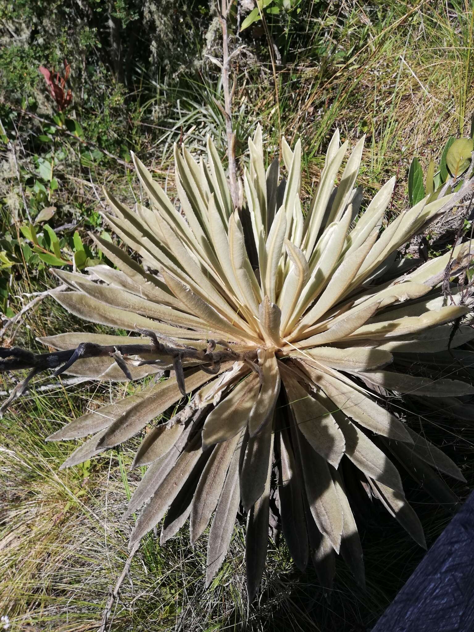 Image of Espeletiopsis muiska (Cuatrec.) Cuatrec.