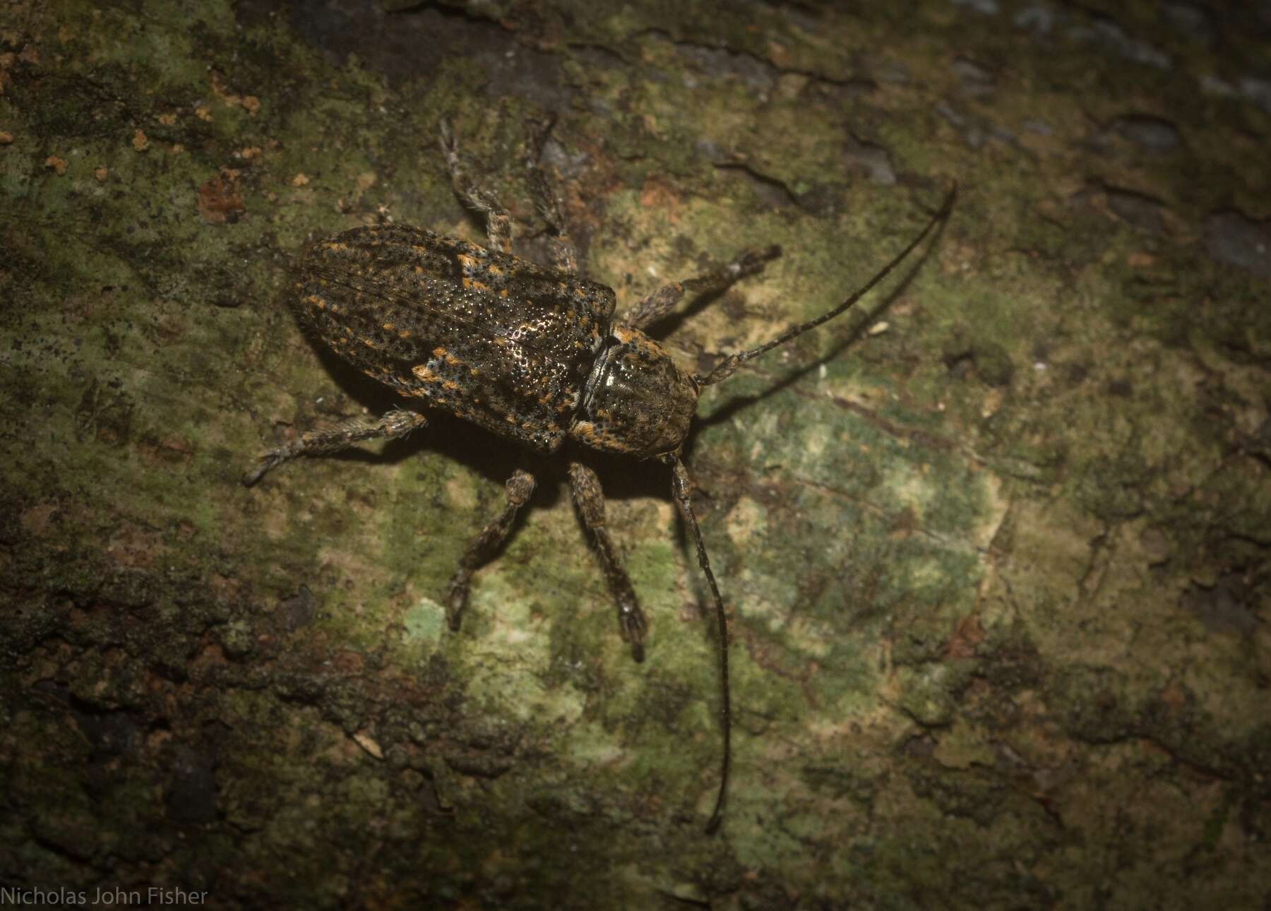 Image of Rhytiphora mediofasciata (Breuning 1938)