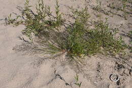 Image of Eragrostis amurensis Prob.