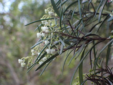 Image of ornithostaphylos