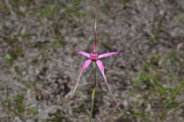 Image of Caladenia harringtoniae Hopper & A. P. Br.