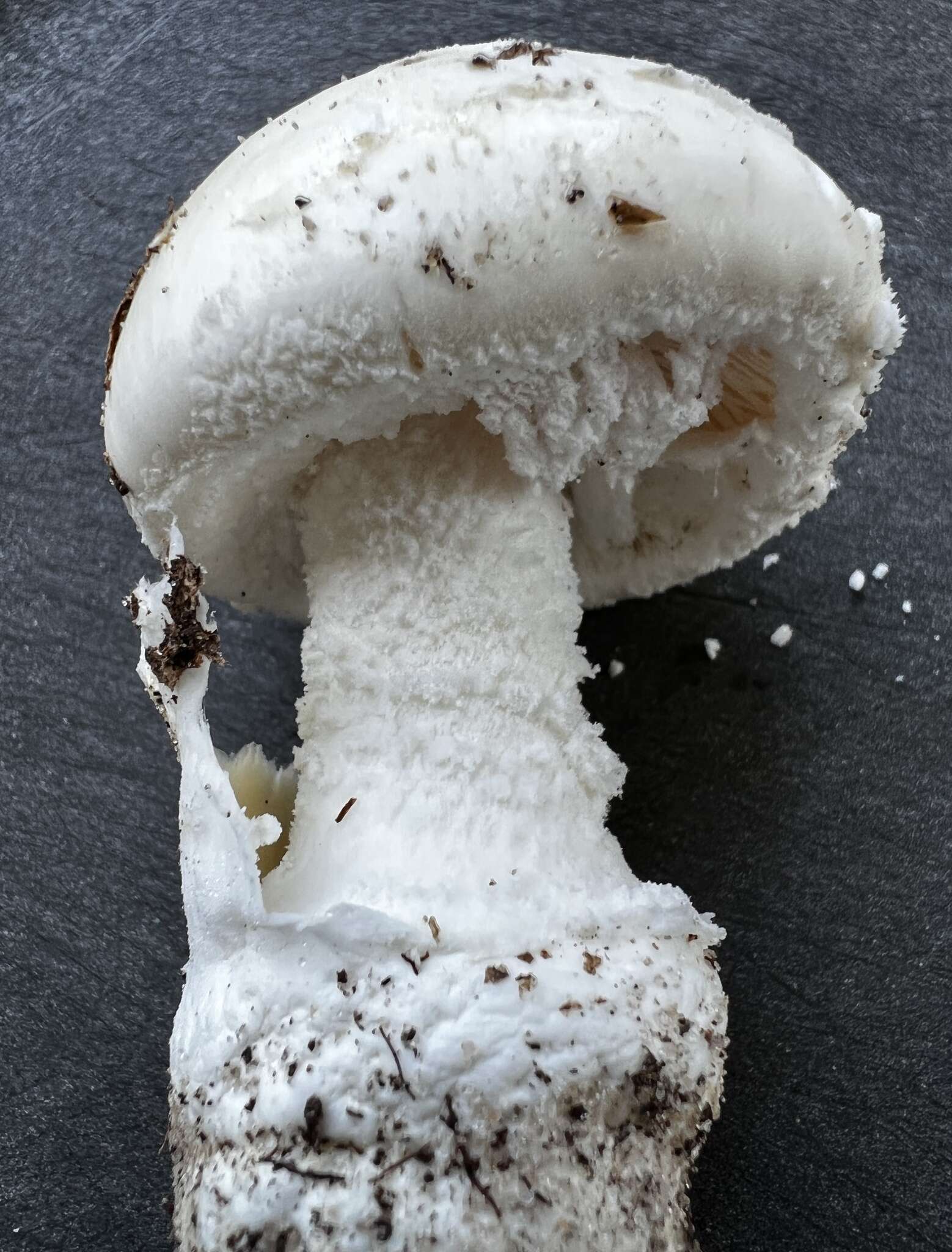 Image of Amanita roanokensis Coker 1927