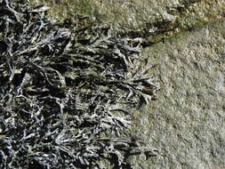 Image of Fucus ceranoides