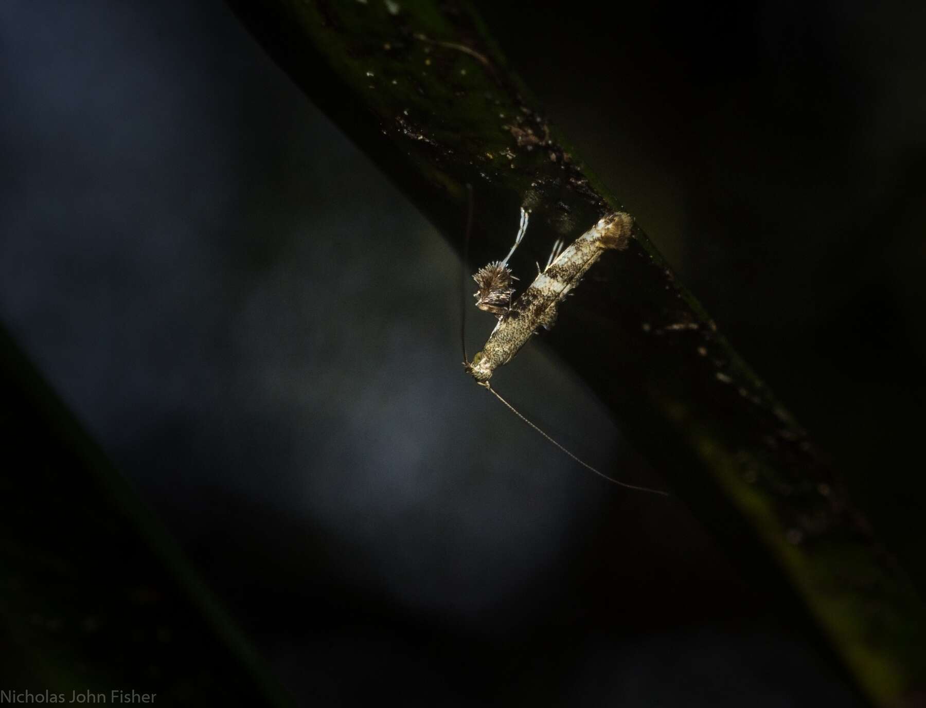 Image of Cyphosticha panconita Turner 1913