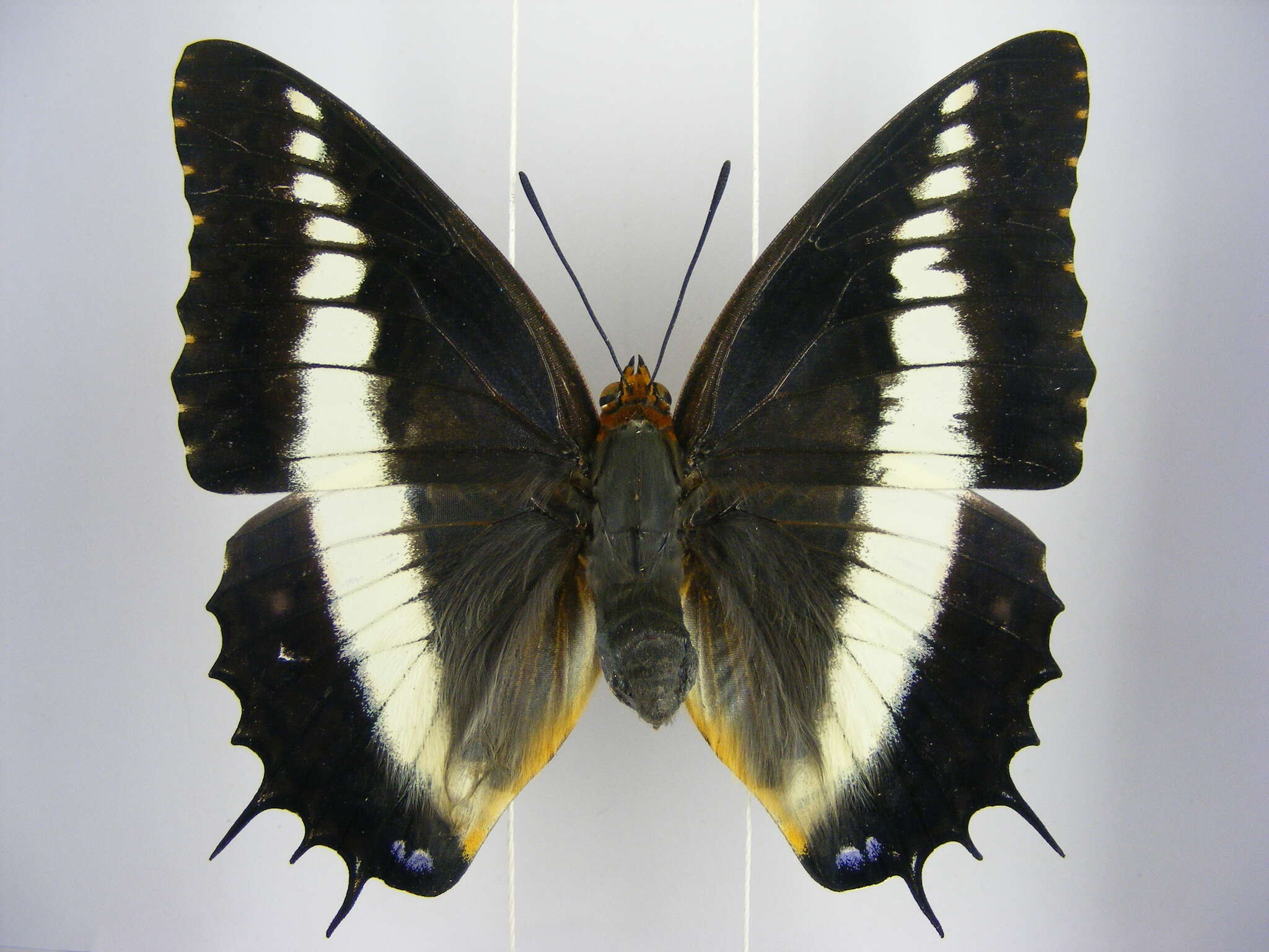 Image of Charaxes brutus angustus Rothschild 1900