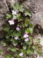 Image of Cymbalaria muralis subsp. muralis