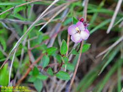 Plancia ëd Osbeckia parvifolia Arn.