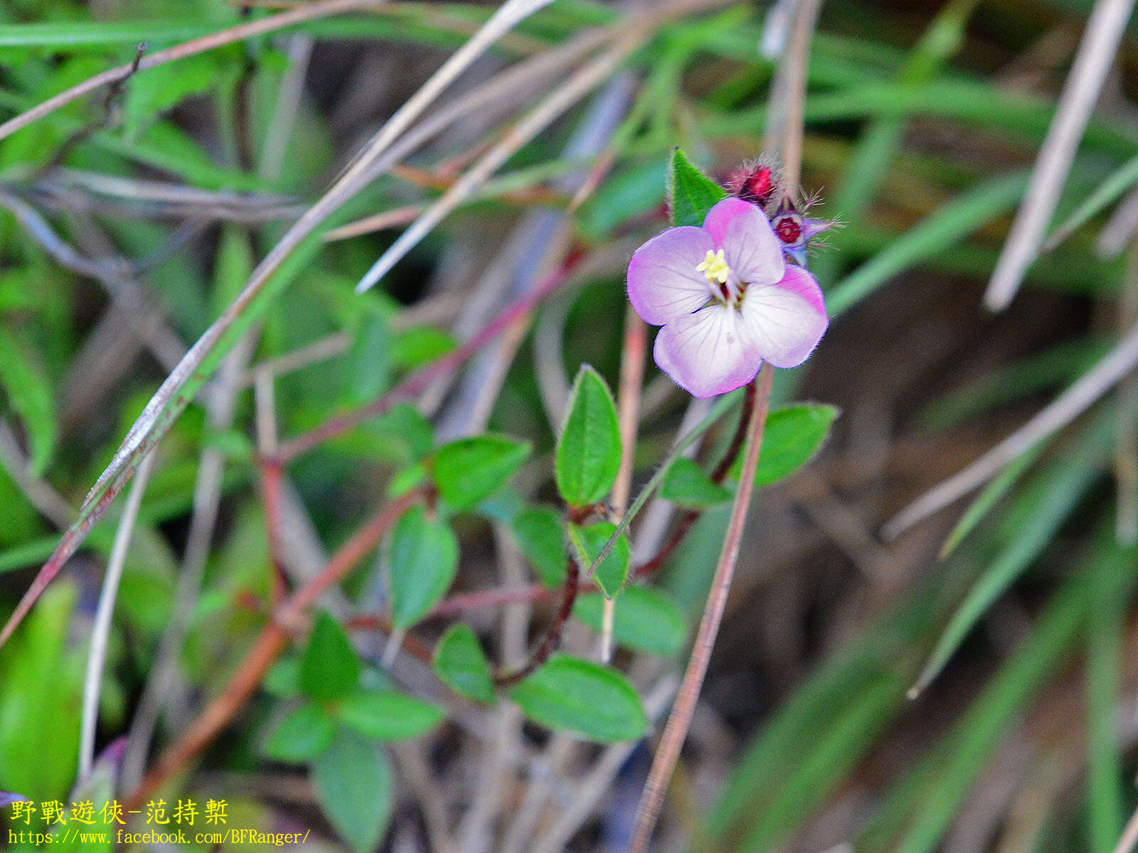 Plancia ëd Osbeckia parvifolia Arn.