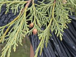 Слика од Juniperus thurifera subsp. thurifera