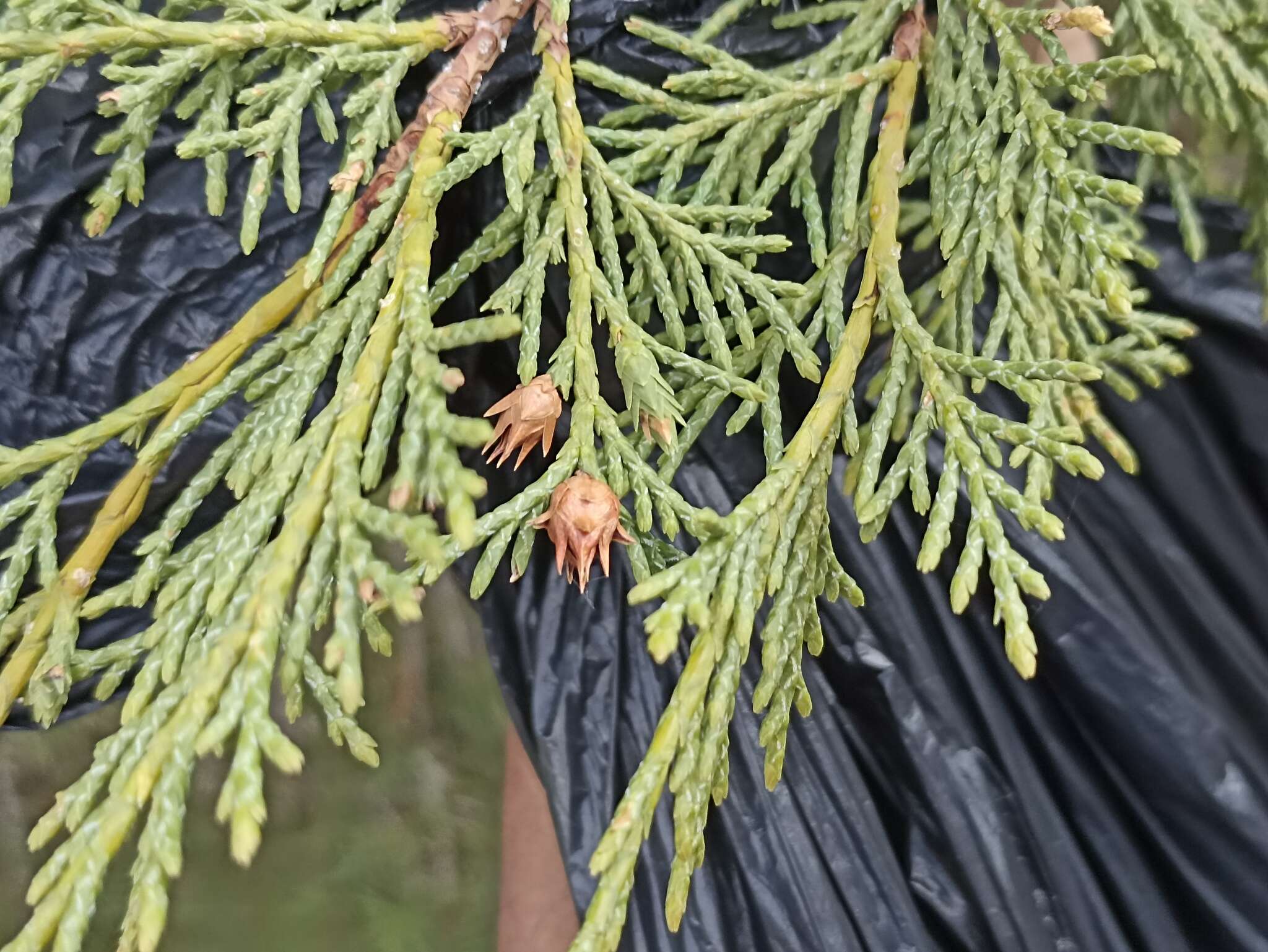 Image de Juniperus thurifera subsp. thurifera