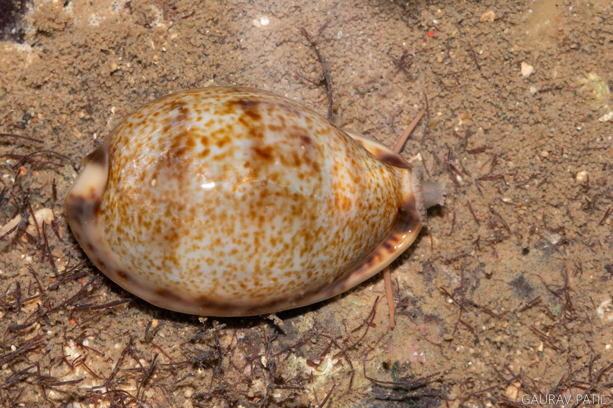 Image of Erronea pallida (J. E. Gray 1824)