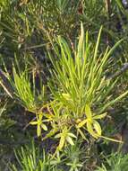 Image of Eremophila oldfieldii subsp. angustifolia (S. Moore) Chinnock