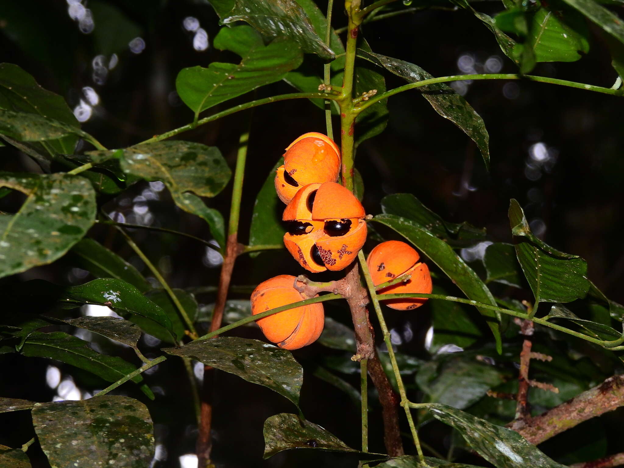 Слика од Dysoxylum oppositifolium F. Müll.