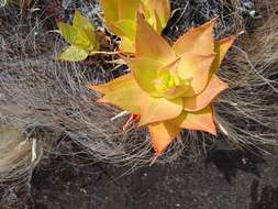 Sivun Aloe deltoideodonta var. fallax J.-B. Castillon kuva