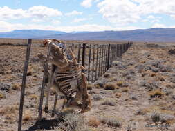 Image of Guanaco