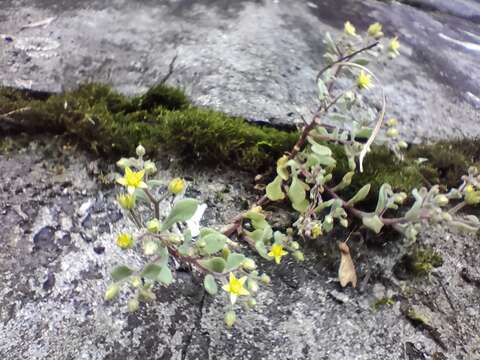 Image of Sedum stellariifolium Franch.