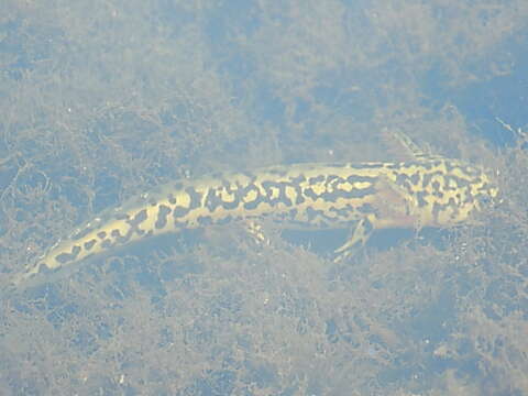 Plancia ëd Ambystoma rosaceum Taylor 1941