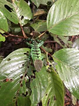 Image of Broad-headed woodlizard