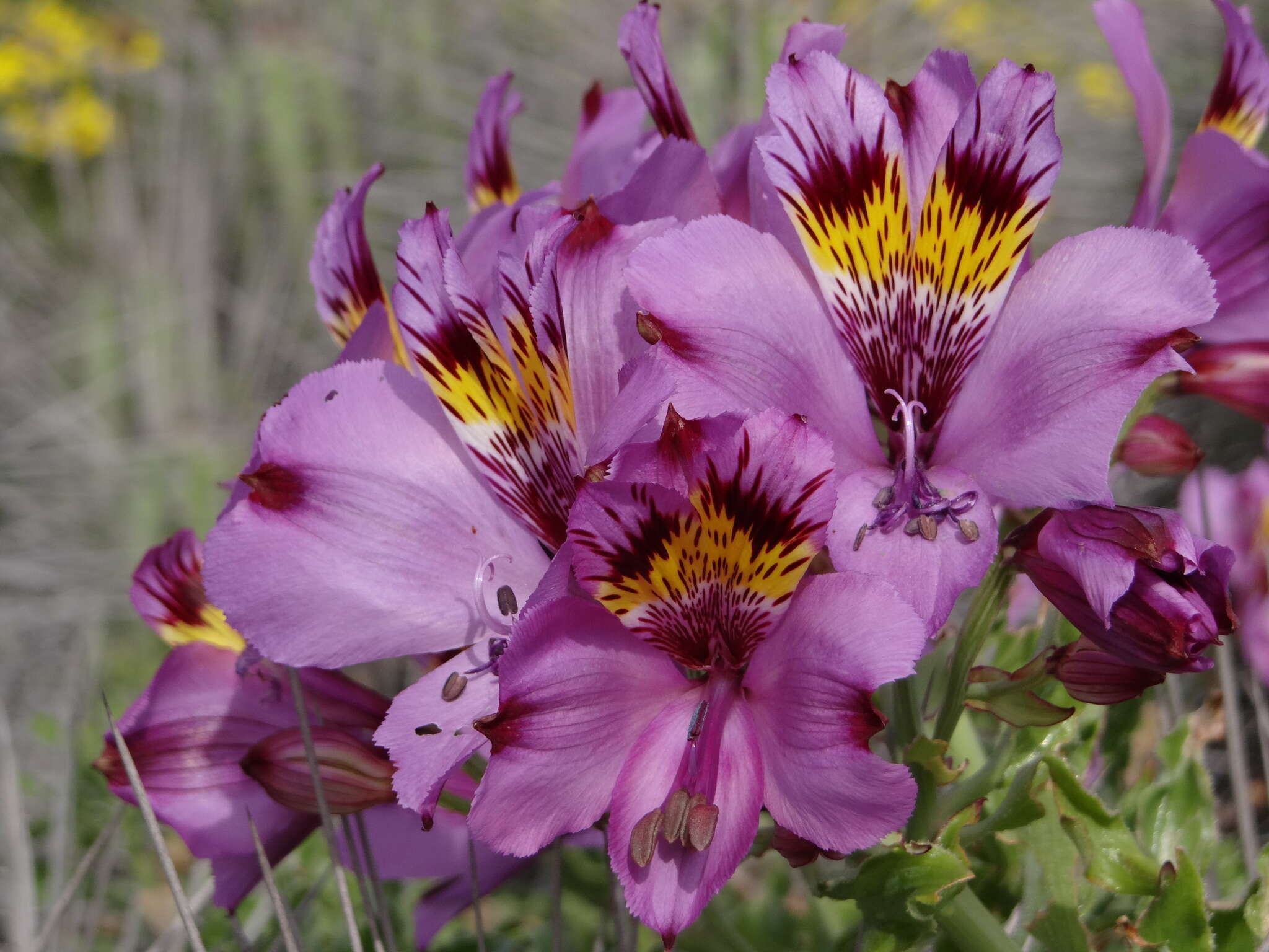 Image of Alstroemeria philippii Baker