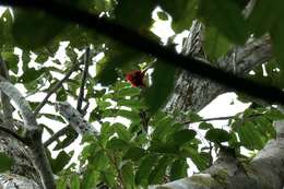 Image of Red-necked Woodpecker