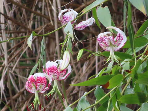 Image of Lilium speciosum Thunb.