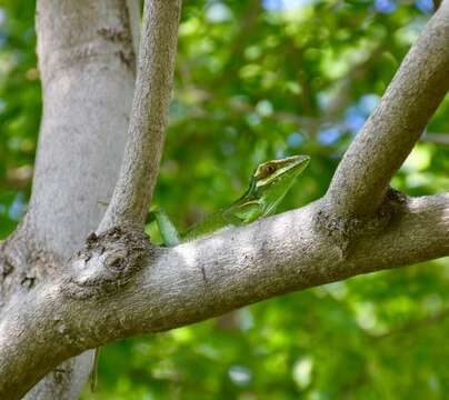 Слика од Anolis noblei Barbour & Shreve 1935