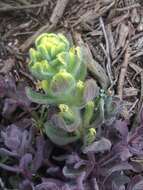 Image of softleaf Indian paintbrush