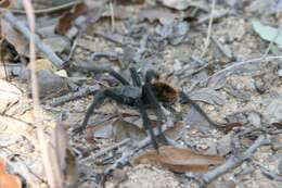 Image of Aphonopelma madera Hamilton, Hendrixson & Bond 2016