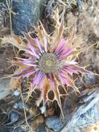 Image of Carlina lanata L.